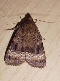 Attēlu rezultāti vaicājumam “Amphipyra”