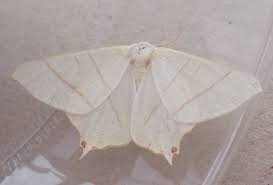 Attēlu rezultāti vaicājumam “Thecabius affinis nymph”