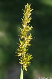 Attēlu rezultāti vaicājumam “Carex loliacea fruit”