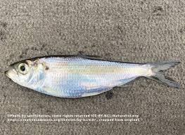 Image result for Alosa mediocris