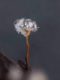 Attēlu rezultāti vaicājumam “Physarum pezizoideum macro”