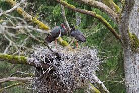 Attēlu rezultāti vaicājumam “Ciconia nigra nest”