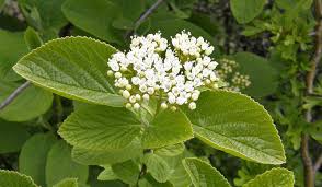 Attēlu rezultāti vaicājumam “Viburnum lantana  flower”