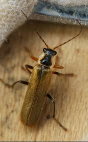 Attēlu rezultāti vaicājumam “Cantharidae”