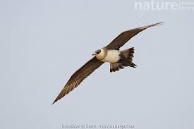 Attēlu rezultāti vaicājumam “Stercorarius parasiticus”