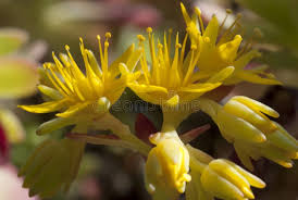 Attēlu rezultāti vaicājumam “Sedum sexangulare flower”
