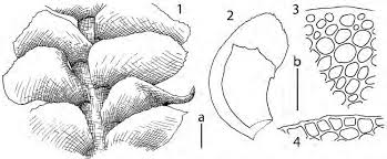 Attēlu rezultāti vaicājumam “Scapania lingulata”