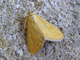 Attēlu rezultāti vaicājumam “Paratalanta hyalinalis”