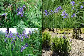 Attēlu rezultāti vaicājumam “Iris sibirica flower”