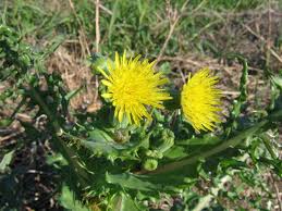 Attēlu rezultāti vaicājumam “Sonchus asper flower”