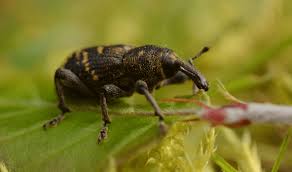 Attēlu rezultāti vaicājumam “Hylobius abietis”