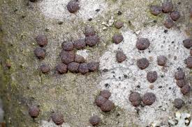 Attēlu rezultāti vaicājumam “Hypoxylon fragiforme / howeianum”