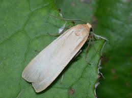 Attēlu rezultāti vaicājumam “Eilema depressa”