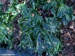 Attēlu rezultāti vaicājumam “Chlorophyta”