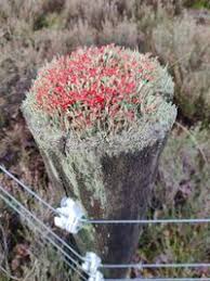 Attēlu rezultāti vaicājumam “Cladonia floerkeana”