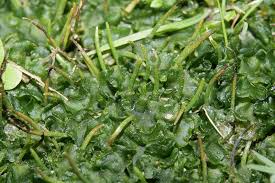 Attēlu rezultāti vaicājumam “Phaeoceros laevis subsp. carolinianus”