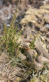 Attēlu rezultāti vaicājumam “Coronella austriaca adult”
