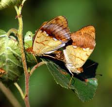 Attēlu rezultāti vaicājumam “Argynnis laodice”
