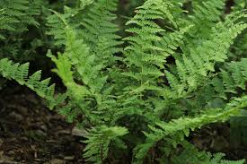 Attēlu rezultāti vaicājumam “Dryopteris filix-mas”