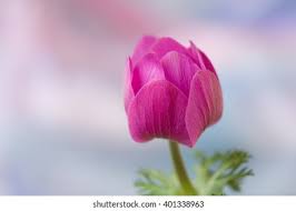 Attēlu rezultāti vaicājumam “Anemone ranunculoides bud”