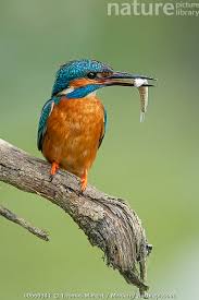 Attēlu rezultāti vaicājumam “Alcedo atthis”