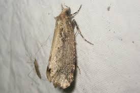 Attēlu rezultāti vaicājumam “Scardia boletella”