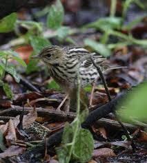 Image result for Anthus gustavi