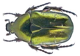 Attēlu rezultāti vaicājumam “Potosia cuprea imago”