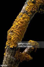 Attēlu rezultāti vaicājumam “Xanthoria parietina”