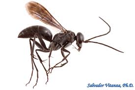 Attēlu rezultāti vaicājumam “Pompilidae”