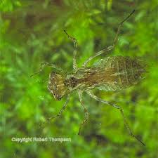 Attēlu rezultāti vaicājumam “Libellula quadrimaculata larva”