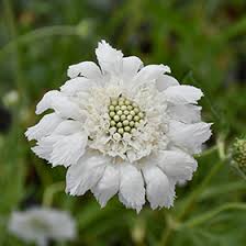Image result for scabiosa caucasica