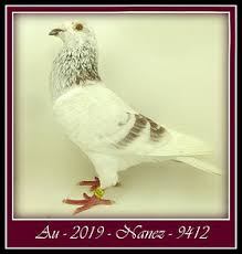 Image result for Meridian Racing Pigeon Lofts