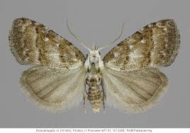 Attēlu rezultāti vaicājumam “Nola aerugula”