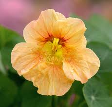 Image result for Tropaeolum minus
