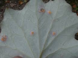 Attēlu rezultāti vaicājumam “Puccinia poarum”