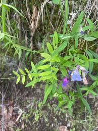 Attēlu rezultāti vaicājumam “Lathyrus palustris flower”