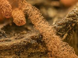 Attēlu rezultāti vaicājumam “Heterotrichia ferruginea (syn. Arcyria ferruginea) spores”