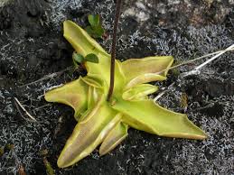 Attēlu rezultāti vaicājumam “Pinguicula vulgaris fruit”