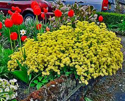 Image result for Alyssum saxatile