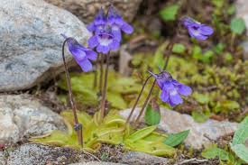 Attēlu rezultāti vaicājumam “Lentibulariaceae”