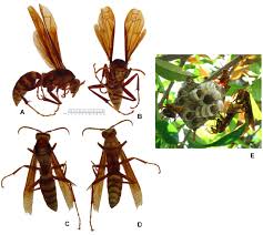Attēlu rezultāti vaicājumam “Polistes”