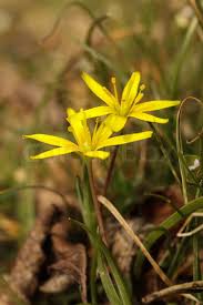 Attēlu rezultāti vaicājumam “Gagea pratensis flower”