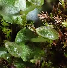 Attēlu rezultāti vaicājumam “Preissia quadrata”