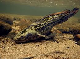 Attēlu rezultāti vaicājumam “Lota lota”