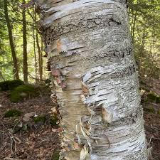 Attēlu rezultāti vaicājumam “Betula papyrifera”