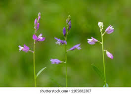 Attēlu rezultāti vaicājumam “Polygala vulgaris flower”