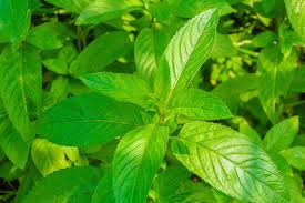 Image result for Pfefferminze