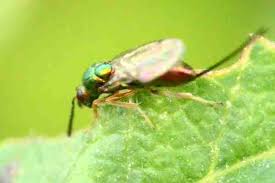 Attēlu rezultāti vaicājumam “Lasioptera rubi”