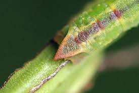 Attēlu rezultāti vaicājumam “Jodis putata”